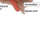 acoustic centres in the cerebral cortex