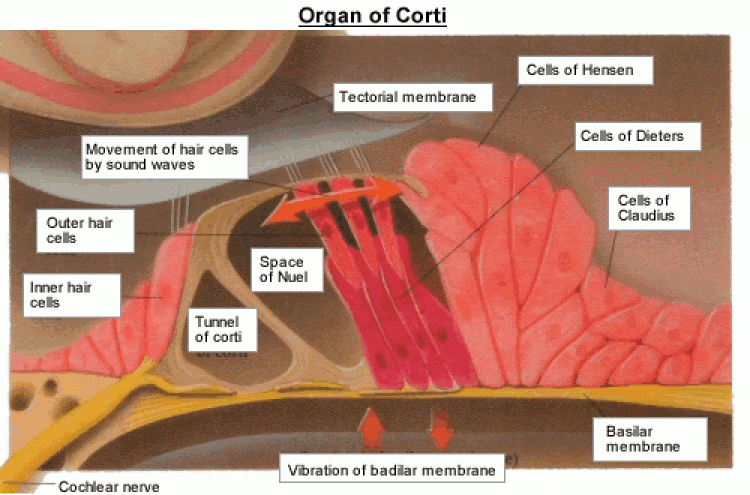 Organ of Corti 