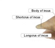 Auditory Ossicles