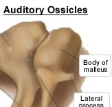 Auditory Ossicles
