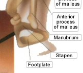 Auditory Ossicles