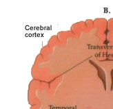 acoustic centres in the cerebral cortex