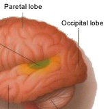 acoustic centres in the cerebral cortex