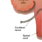 acoustic centres in the cerebral cortex