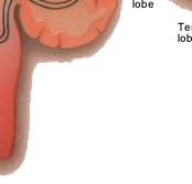 acoustic centres in the cerebral cortex