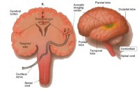 acoustic centres in the cerebral cortex