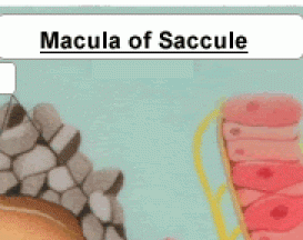 Macula of Saccule