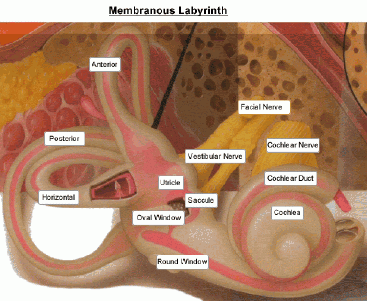 Membranous Labyrinth 