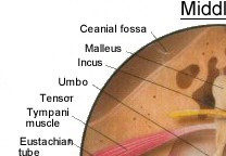 Middle Ear