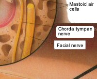 Middle Ear