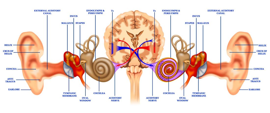 Binaural hearing diagram
