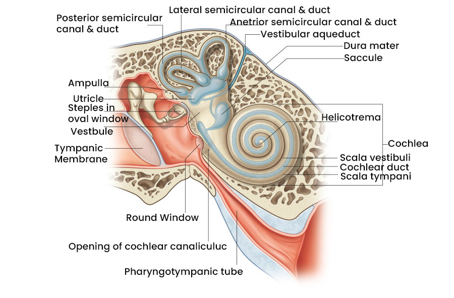 Mid Ear Loop Understanding the Ear | Scotland Hearing Expert